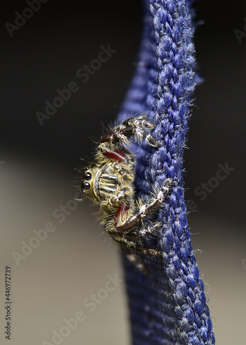 Фотография Macro shot of a jumping spiders in ambush in the late afternoon.