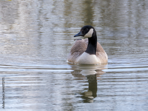 Canada Goose (Branta canadensis) paddling on a lake in the county of Sussex, England, UK in Springtime.