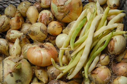 Fresh yellow beans and onions.  Organic vegetables. Yellow beans and onions on basket. photo