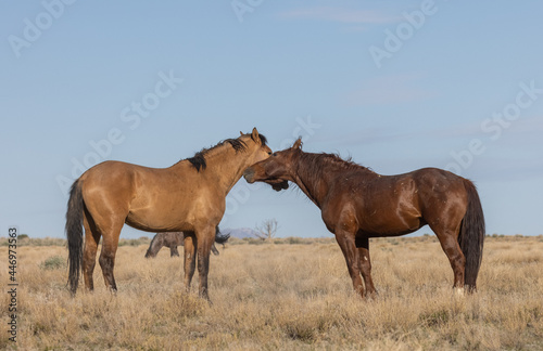 Fototapeta Naklejka Na Ścianę i Meble -  Wild Horse Stalliosn Fighting in the Utah Desert