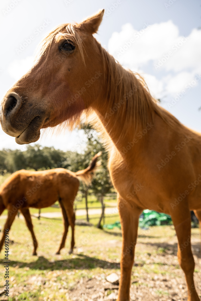 Obraz premium Brown horse walking towards the photographer in the countryside during a sunny morning.