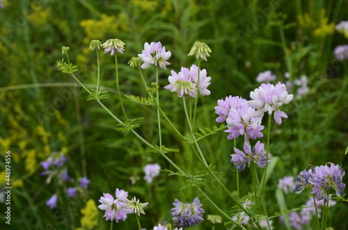 Pink Clover Flowers or Crown Vetch (Coronilla). photo