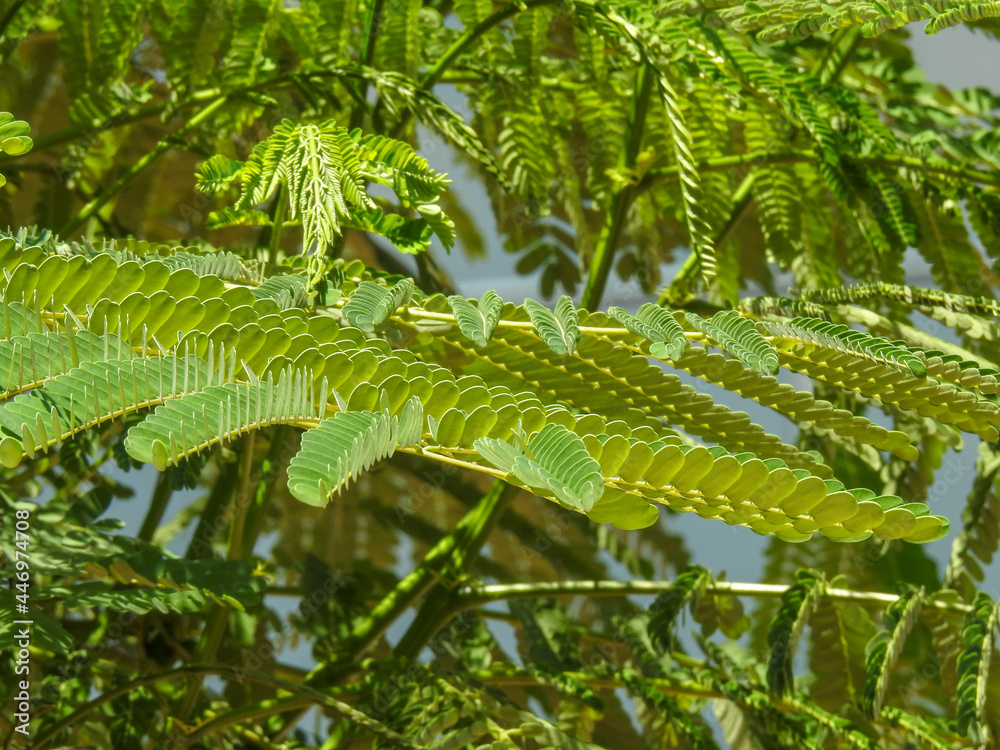 fern leaves fern leaves