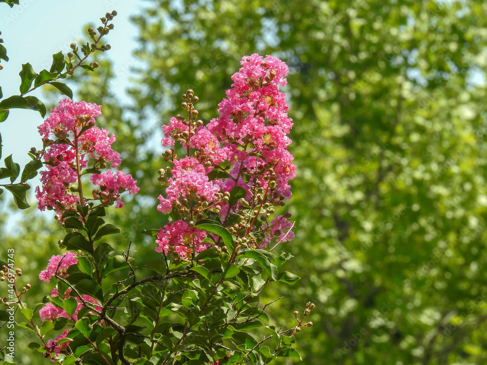 Obraz premium flowers in the garden