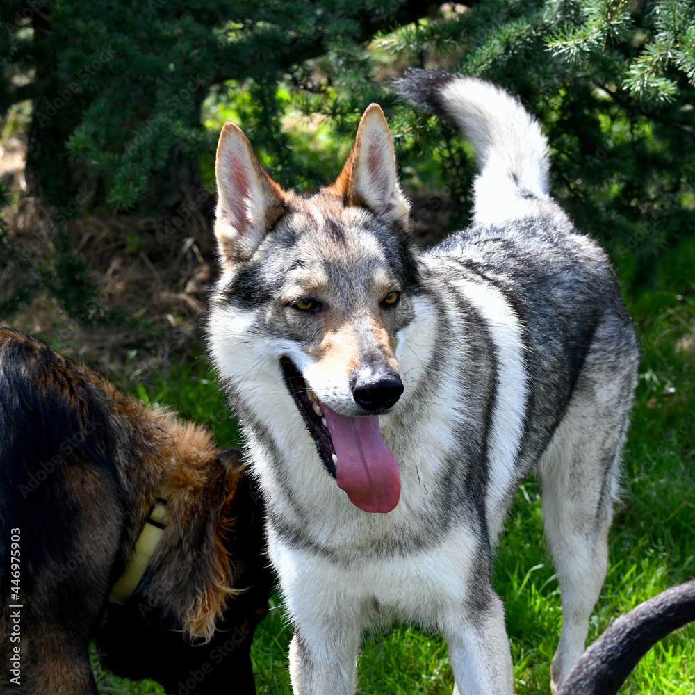 Impressive portrait of a beautiful Czechoslovak Wolf dog in the nature