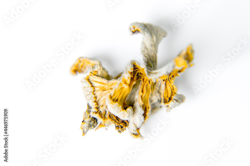 Schizophyllum commune mushroom. Close up. © songpon