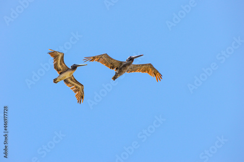 Flying Pelicans