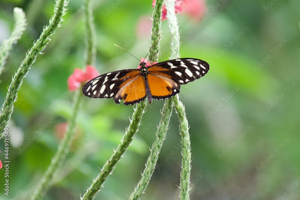 Fototapeta premium butterfly on a flower