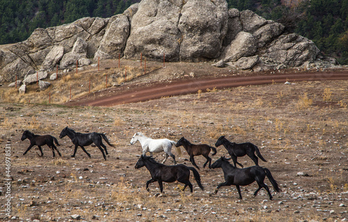 Wild horses in the Taurus mountains...