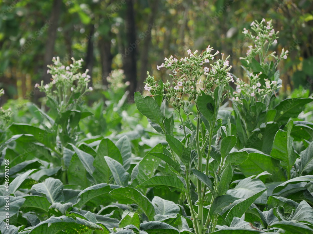 a vast expanse of tobacco plants on a sunny morning a vast expanse of tobacco plants on a sunny morning