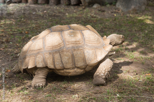 Seychelles giant turtle or giant turtle (Latin: Aldabrachelys gigantea) with a beautiful shell pattern standing on green grass on a clear sunny day. Animals mammals reptiles zoos.