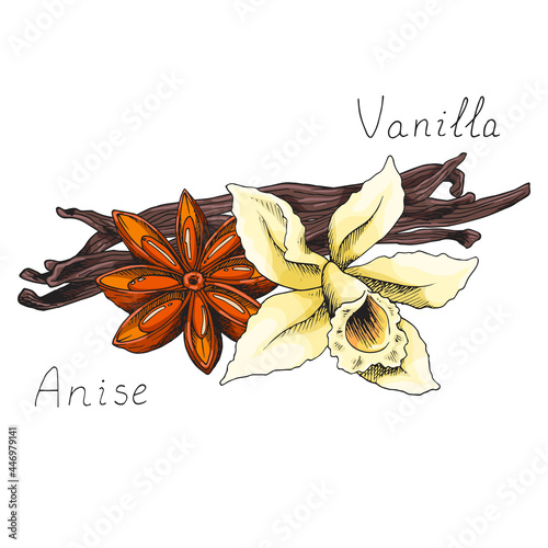 Vanilla. Blooming orchid flower. Anise. Natural cinnamon stick. Winter holiday seasoning for hot drinks and pastries. Aromatic bark. Condiment. Isolated clipart set. Hand-drawn ink illustration