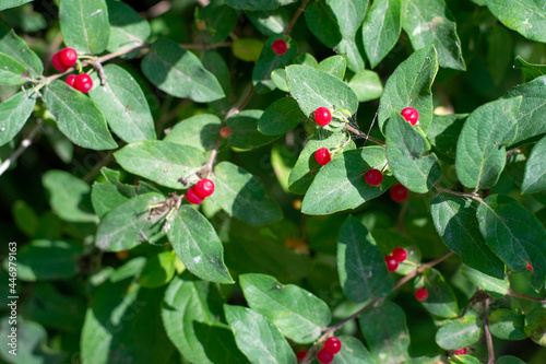 Wild red berries scattered between green leaves