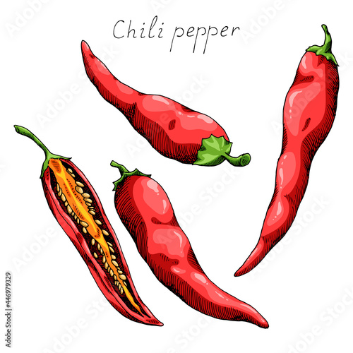 Hot chili pepper. Mexican traditional seasoning. Tasty spice. Whole, cut plant and seeds. Isolated clipart set on white background. Hand-drawn ink sketch.