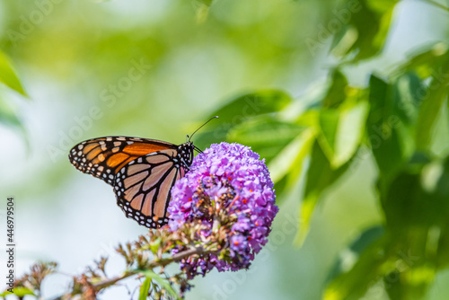 Monarch butterfly feeding from purple flowers of butterfly bush in garden © Melissa