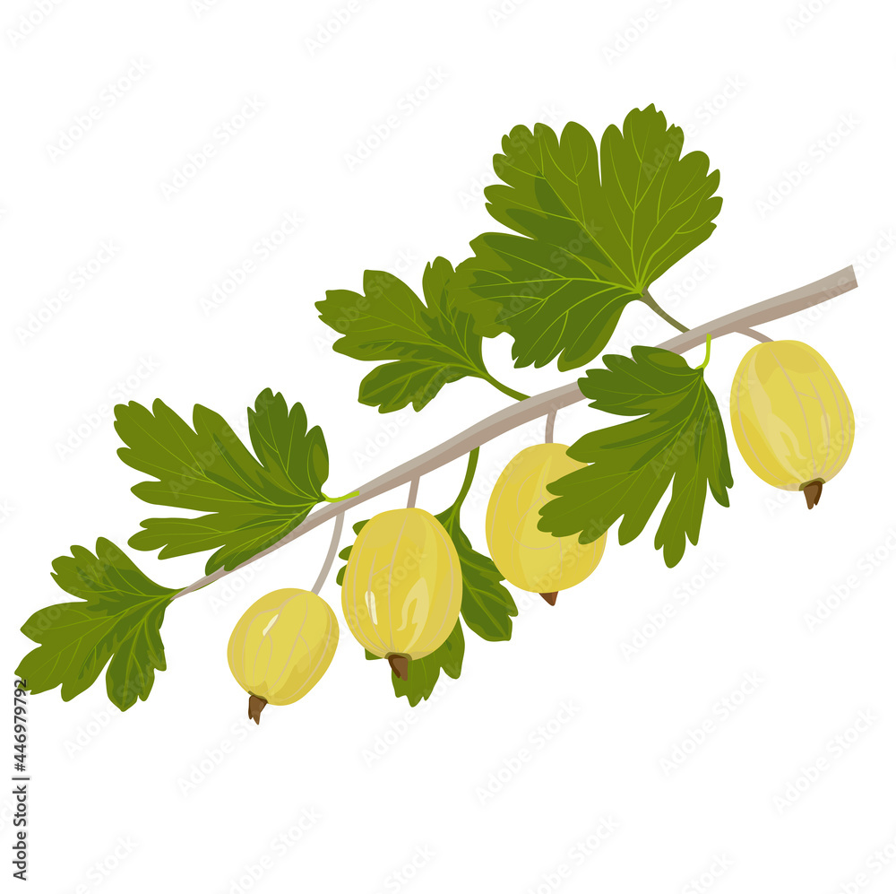 Fotografie Gooseberry berry vector stock illustration