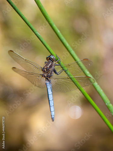 Keeled Skimmer Dragonfly, Orthetrum coerulescens, vertical shot.