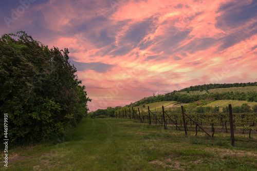 Vineyards in South Moravia near Mikulov in the Czech Republic. In the background is the Holy Hill and the sky at the setting sun