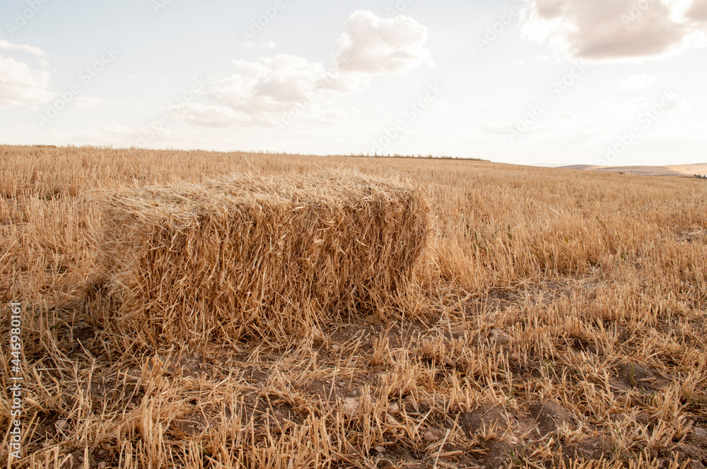 farm harvest hay or straw bale village field