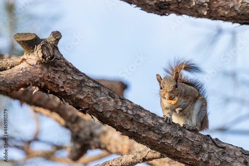 Grey Squirrel © Davide