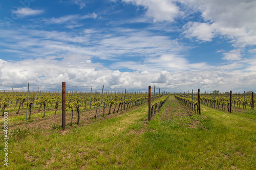 Vineyards in South Moravia in the Czech Republic. In the background is the sky with white clouds.