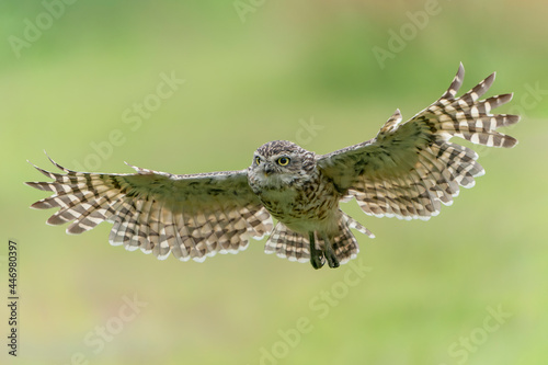 Burrowing owl (Athene cunicularia) in flight. With Wings Spread. Green summer background.              