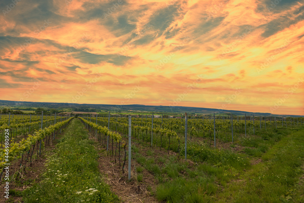 Vineyards in South Moravia in the Czech Republic. In the background is the sky with white clouds.