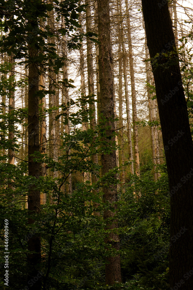 Fototapeta premium Tote Fichten