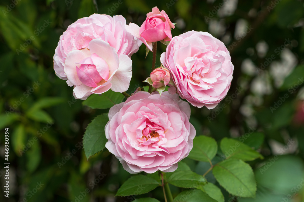 pink englische Rose Olivia Rose Austin Makro pink englische Rose Olivia Rose Austin Makro