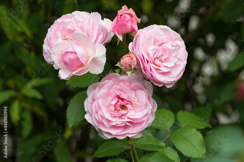 pink englische Rose Olivia Rose Austin Makro