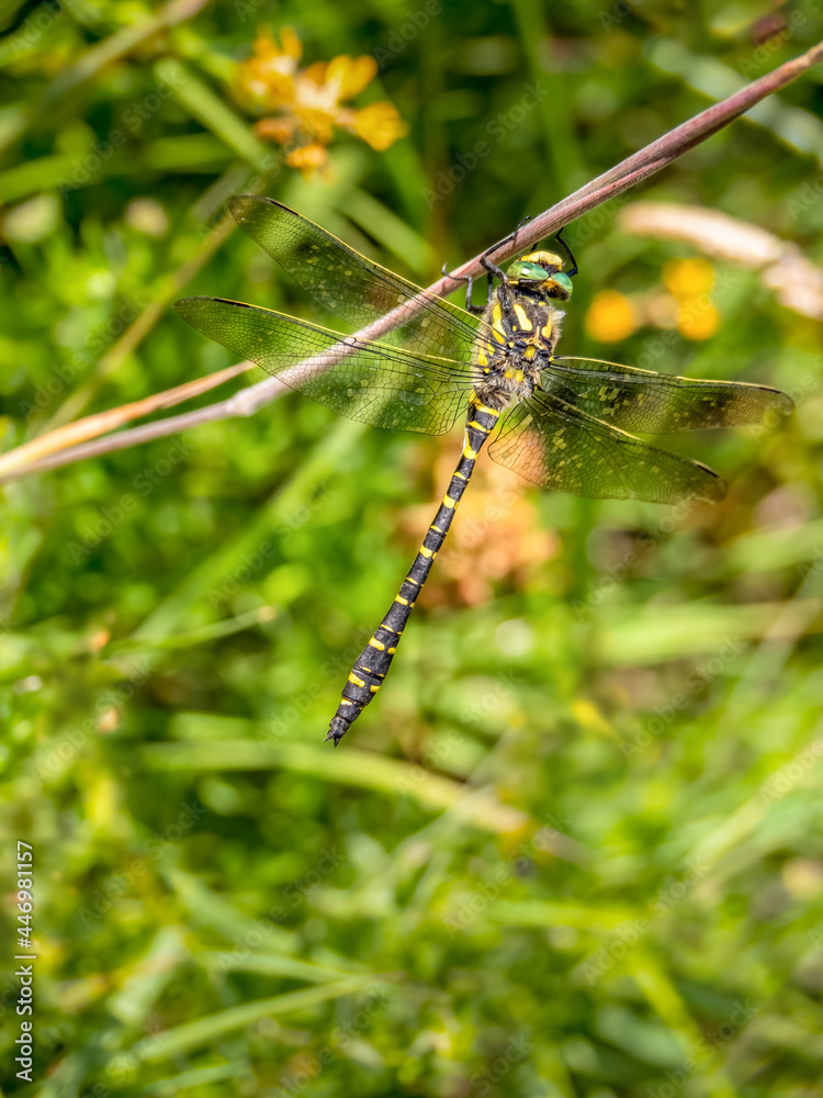 Golden-ringed dragonfly, Cordulegaster boltonii, Devon, UK. Golden-ringed dragonfly, Cordulegaster boltonii, Devon, UK.