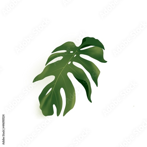 Green monstera leaf on a white background, freehand drawing. leaves isolated