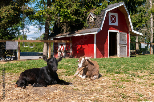 干し草を食べている三匹のヤギと赤い小屋