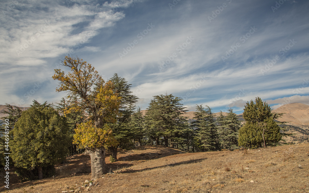 Antalya Bey Mountains and cedar forests... Antalya Bey Mountains and cedar forests...