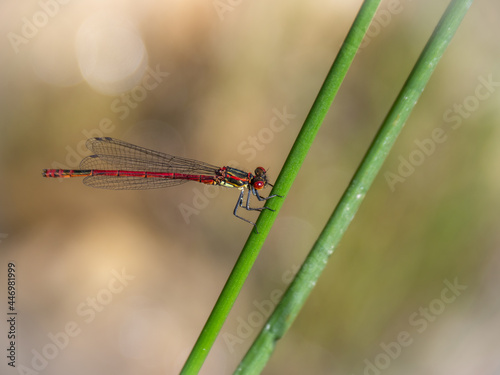 Large red damselfly Pyrrhosoma nymphula in habitat.