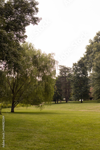 Weeping willow tree in park