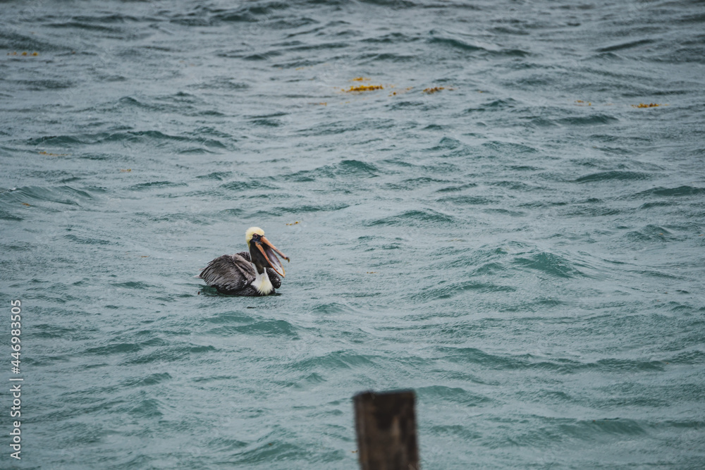Fototapeta premium Pelican in Belize