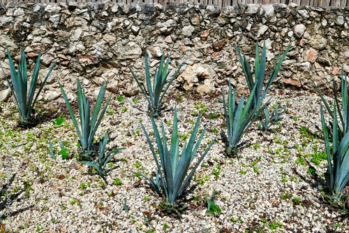 agava