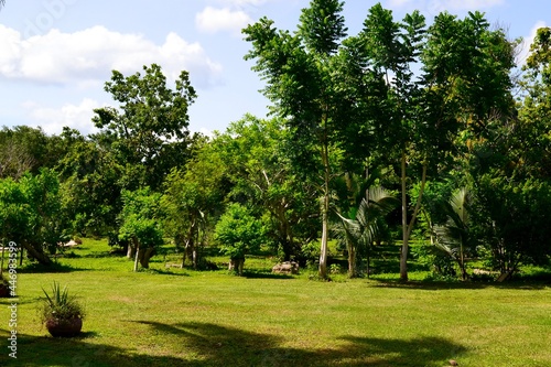 trees in the park