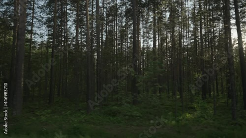 Wallpaper Mural Slow motion driving plate through green pine forest on a sunny summer day Torontodigital.ca