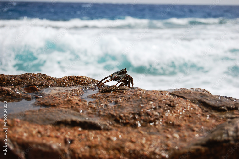 Fototapeta premium Crab on the background of the sea