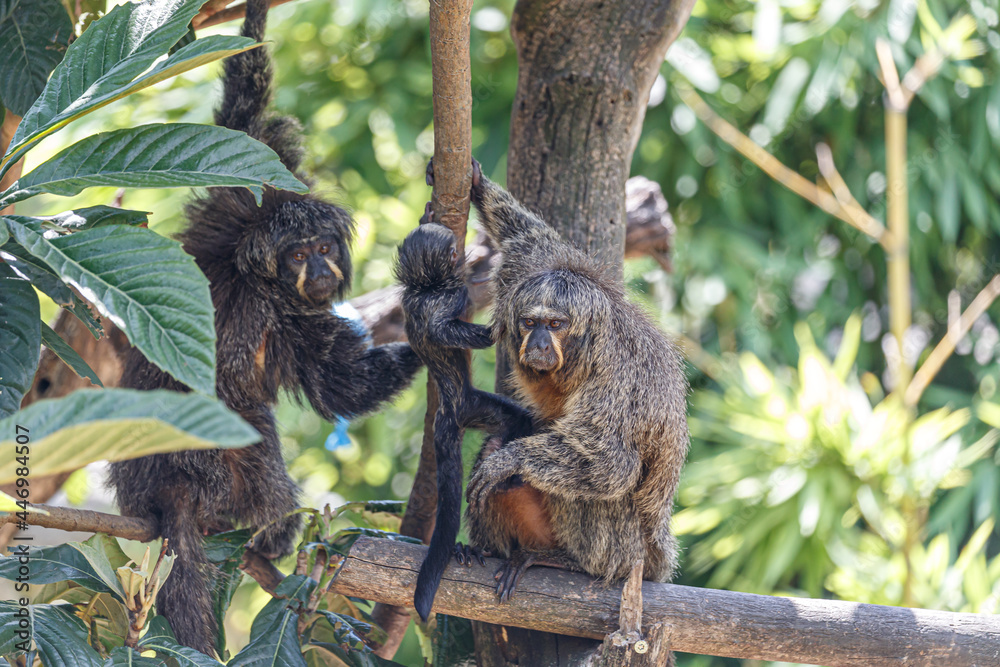 Obraz premium female of saki monkey carrying her baby on the tree, The white-faced saki (Pithecia pithecia) and puppy