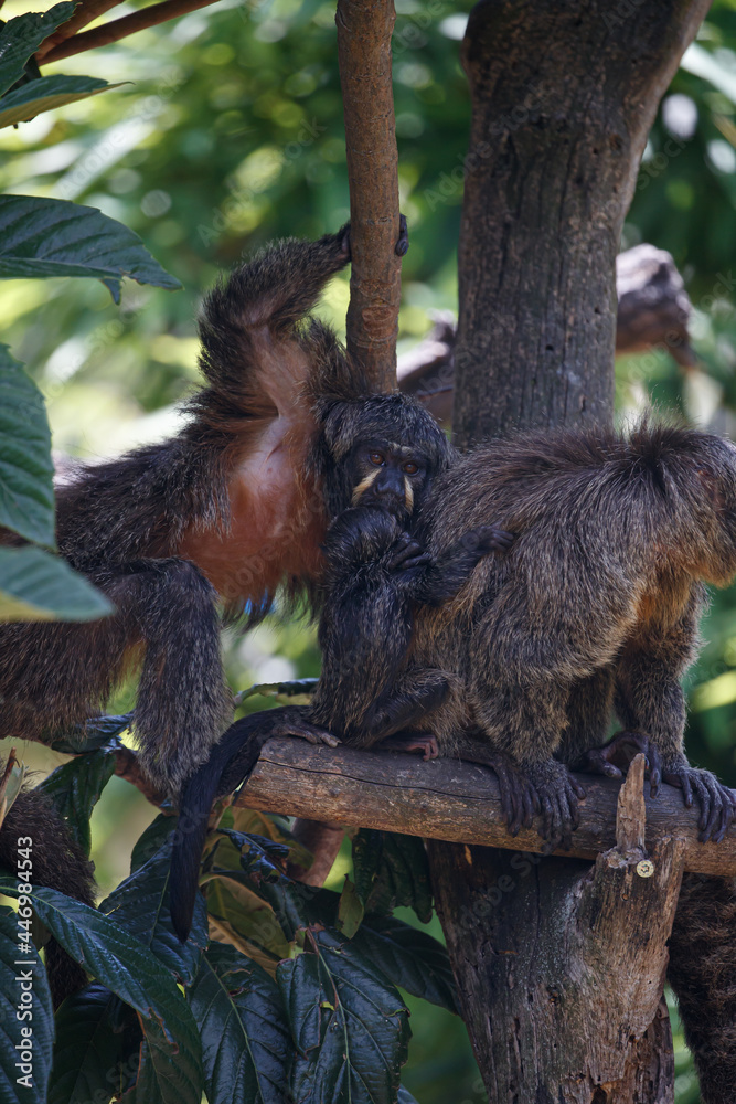 Naklejka premium female saki monkey on tree looking at camera