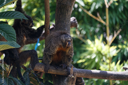 saki monkeys on the tree, The white-faced saki (Pithecia pithecia) with puppy