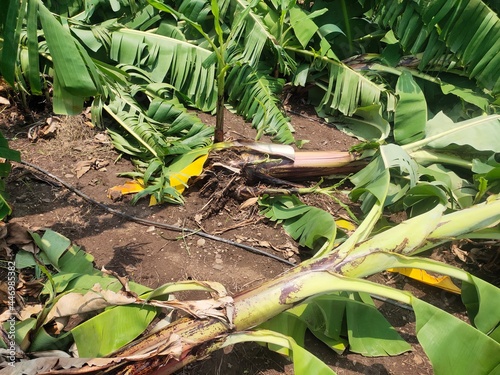 Destroyed banana plantation due to heavy rain in India photo