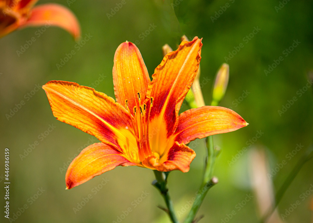 Beautiful red daylily flower illuminated by the sun. Beautiful red daylily flower illuminated by the sun.