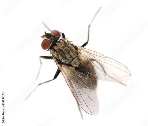 Macro fly isolated on white background, top view