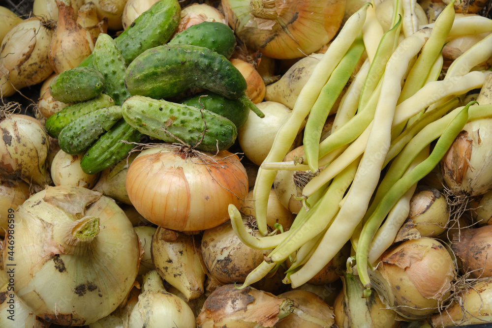 Organic vegetables. Fresh vegetable. Close up of organic cucumbers, yellow beans and onions. Vegetable background Organic vegetables. Fresh vegetable. Close up of organic cucumbers, yellow beans and onions. Vegetable background