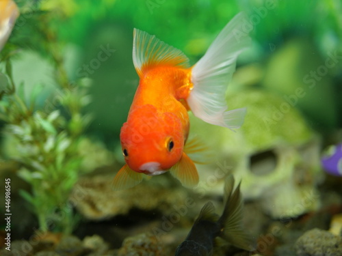 The swimming goldfish looks very beautiful accompanied by several types of fish which are also beautiful in very clear water