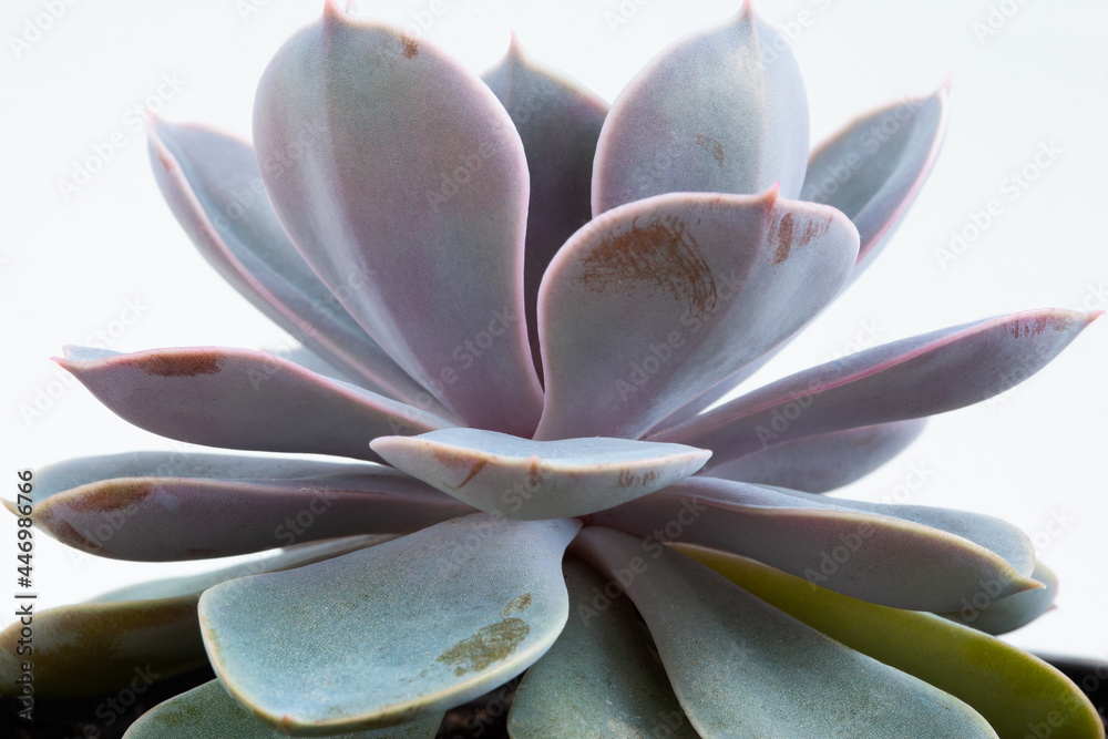 Side view beautiful ornamental succulent with thick funny leaves, close-up. Colorful varieties of echeveria